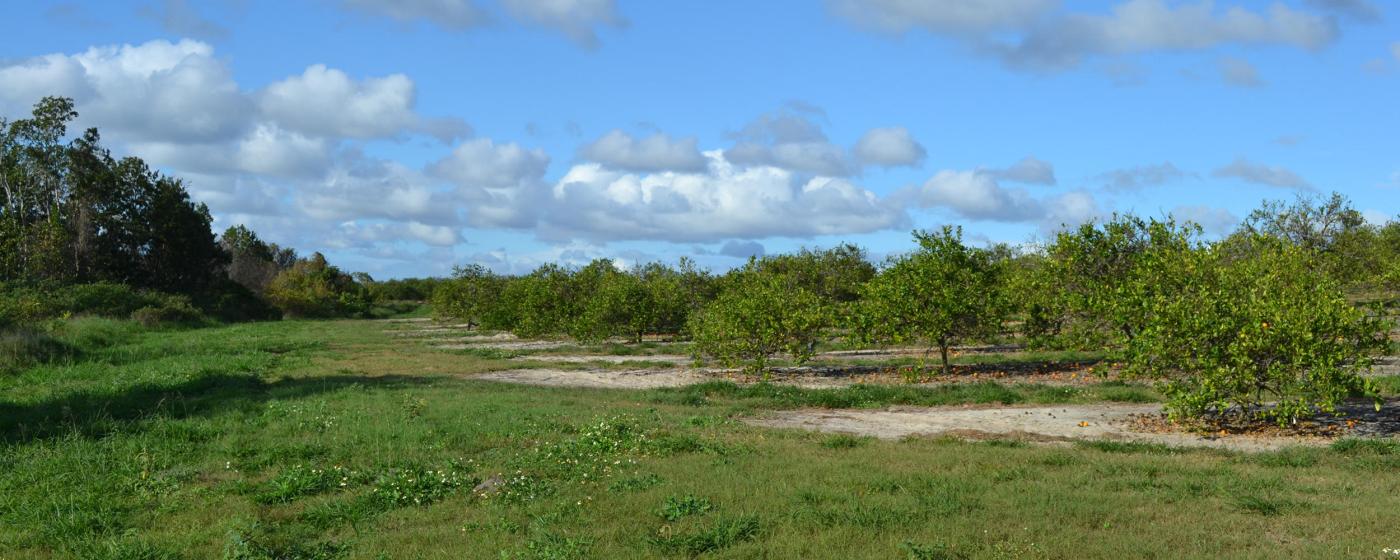 Pit Road Grove