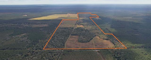 Downey Hammock Tract