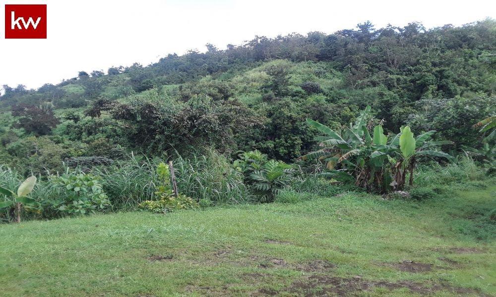Bo. Palos Blancos, Finca en Corozal