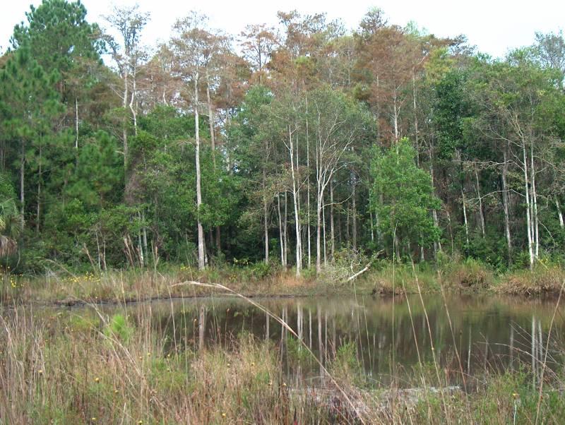 FIVE ACRES FOR PRIVATE GETAWAY