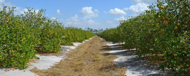 Lorida Grove