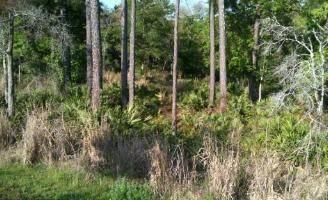 71 Acres Vacant Land - JUST REDUCED