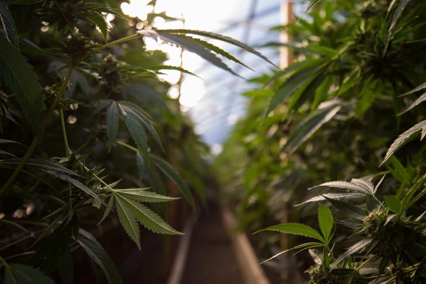 Minnesota - Cannabis Mezzobusiness License